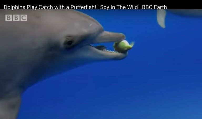 dolphins get high with puffer fish